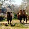 Kamele, Kölner Zoo