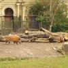 Pinselohrschwein, Zoo, Köln