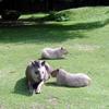 Tapir und Wasserschweine, Kölner Zoo
