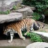 Tiger-Dame, Köln, Zoo