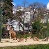 Giraffen, Kölner Zoo