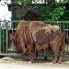 Bison, Kölner Zoo