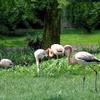 Flamingos, Kölner Zoo