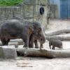 Junges im Elefantenpark, Kölner Zoo