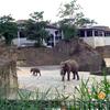 Junges im Elefantenpark, Kölner Zoo