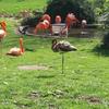 Flamingo, Kölner Zoo