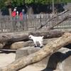 Junge Zicklein im Kölner Zoo