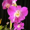 orchidshow_5.sept_122