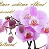 orchidee-weib-bildmaterial_38-5915