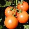 naturbilder-tomaten-150