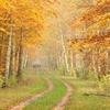 Herbst-im-Birkenwald-a22898753-399708_630x210