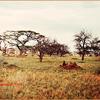 Serengeti Nationalpark, Schirmakazien, Termitenhügel.