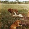 Serengeti Nationalpark, der König und die Königinnen
