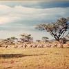 Serengeti Nationalpark, Zebraherde unterwegs