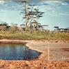 Wasserstelle, auch in der Serengeti zum Ueberleben wichtig