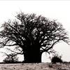 Baobab, Affenbrotbaum, Nähe Serenti National Park.