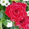 rote_rosen