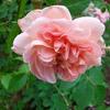 Rose_in_meinem_Garten
