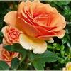 orange_rose