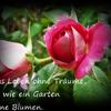 rote_rose traeume