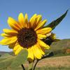 Sonnenblume, Mayschoss/Ahr