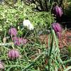 Schachblume / Fritillaria meleagris