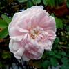 Rose, Kölner Flora