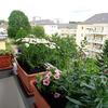 Balkon frisch gepflanzt