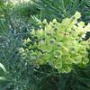 Palisaden-Wolfsmilch, Frucht / Euphorbia characias