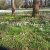 Krokus, Winterlinge,  Flora/Botanischer Garten