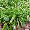 Wunderlauch (Allium paradoxum), auch Seltsamer Lauch oder Berliner Bärlauch