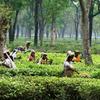 Teepflückerinnen in Sikkim