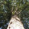Kauribaum, Neuseeland