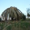 das große Palmensterben in Spanien