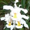 weisse_orchidee2