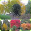 Herbst-collage2
