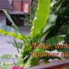Winkewinke_Bananenbltter2_Gif