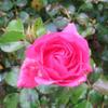 Rose-Nov-IMG_7991