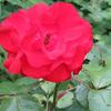 IMG_3711560-rote_Rose