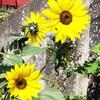 Kleine_Sonnenblumen