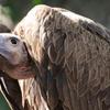 eurasian_griffon_vulture_eagle-t2