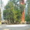 Sequoia N.P.