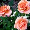 Rosen- eine meiner Lieblingsblumen