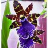 Orchidee-Zygopetalon