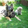 Meine Hunde Bessie und Toxi ,die Kleine