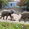 800px-Wuppertal_Zoo_0013