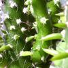 Makroversuch Kaktus