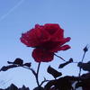 PB290018Letze_Rose_in_meinem_Garten