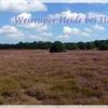 P1160201 Westruper Heide NEU 28.8.2014