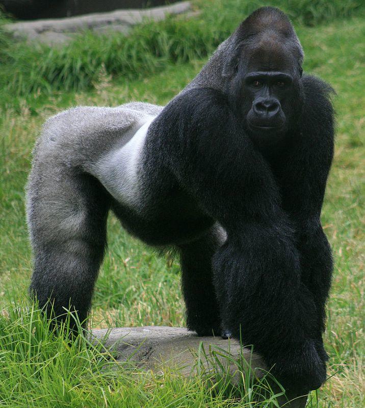 800px-Male_gorilla_in_SF_zoo.jpg
